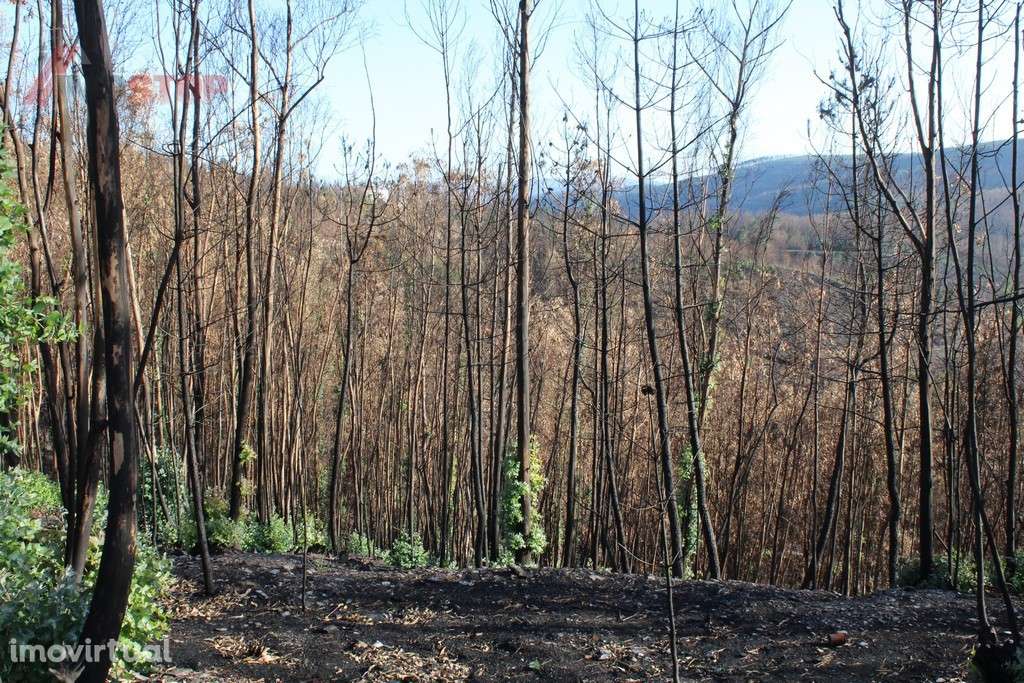 Terreno Rústico bem localizado  - Canelas - Arouca - Grande imagem: 2/8