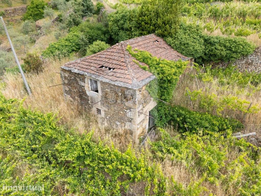 Propriedade com Vinha, Oliveiras, Três Edificações e Água Própria - Grande imagem: 2/15