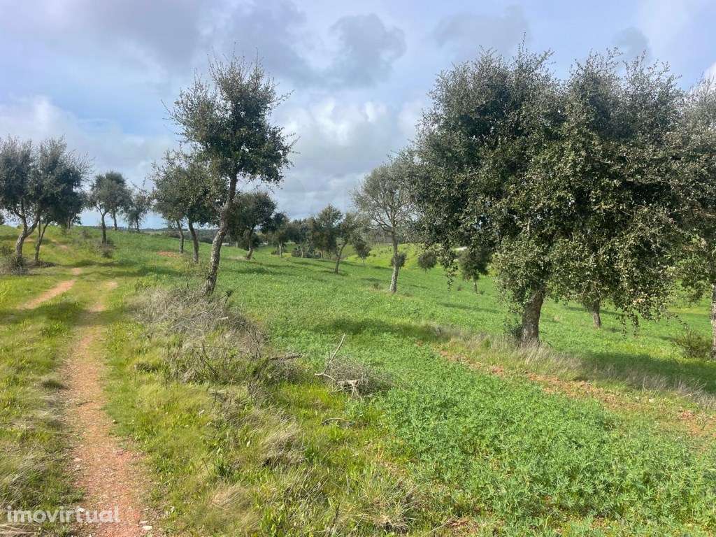 Terreno Rústico Venda Sines - Grande imagem: 5/19