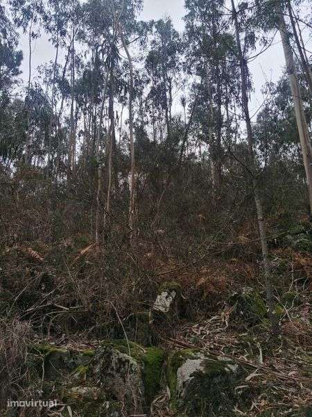 Terreno rústico com 4000m2 em Monte Córdova - Grande imagem: 2/2