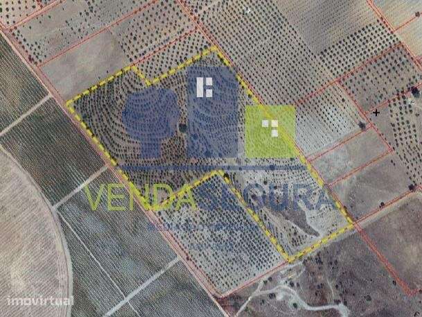 Terreno Rústico 10,6875 Ha |Amareleja - Grande imagem: 5/5