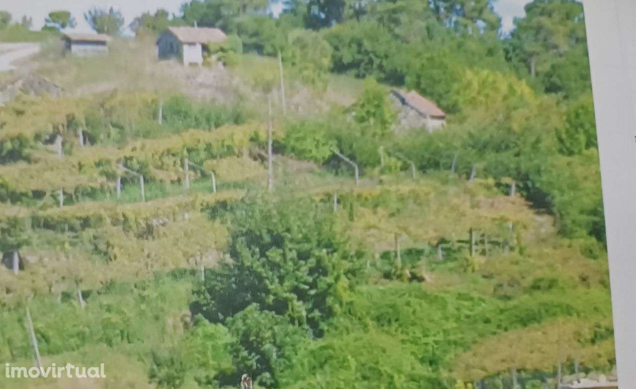 Vende-se Quinta ( EM AMARANTE ) FIGUEIRO - Grande imagem: 3/6