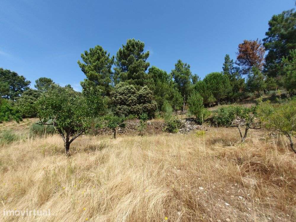 Terreno agrícola com quase meio hectare - Trancoso - Grande imagem: 3/41
