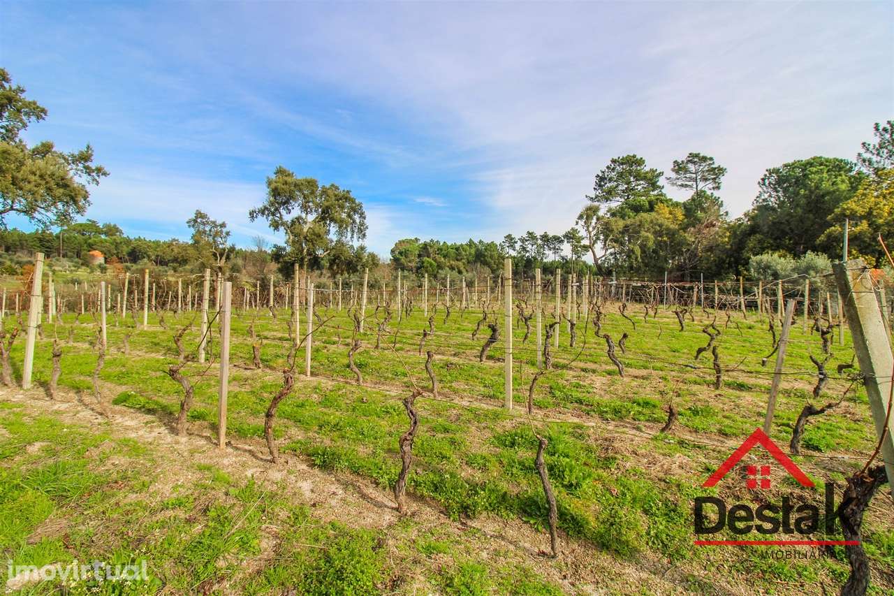 Quinta Vinhateira na região do Dão em Passos de Silgueiros - Grande imagem: 3/17