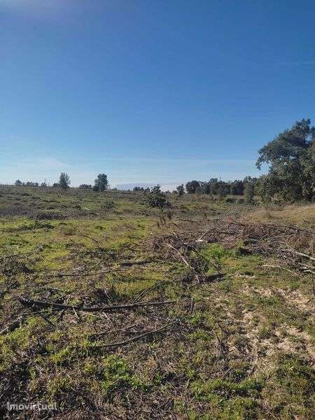 terreno rústico em alpiarça - Grande imagem: 4/6