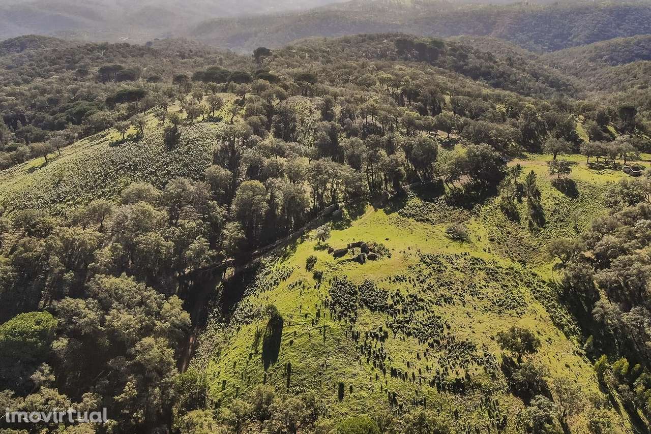 Terreno Rústico 13.0 ha, Grandola - Grande imagem: 2/6