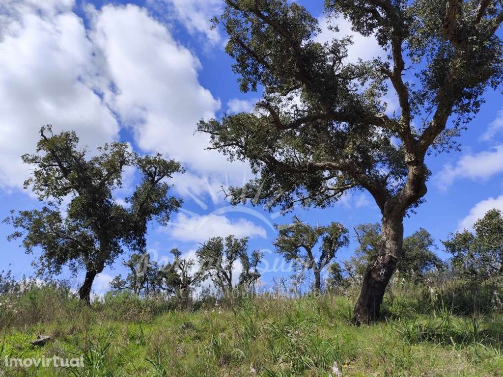 Terreno Rústico - Santa Margarida da Serra - Grande imagem: 2/17