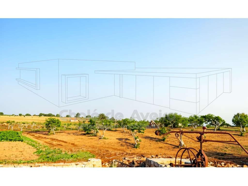 Herdade com 3 Hectares e 200 Oliveiras em Nisa, Portalegre - Grande imagem: 2/15