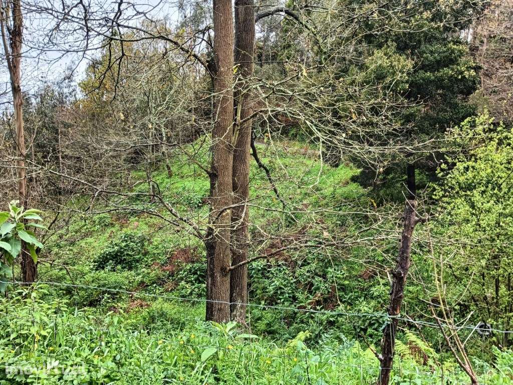 Terreno - Rota dos Moinhos - Angeja - Grande imagem: 4/13