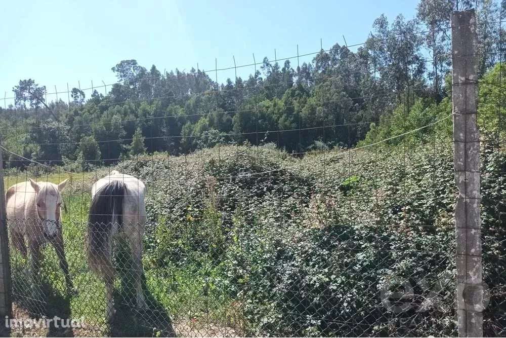 Terreno Rústico em Anta - Grande imagem: 5/5