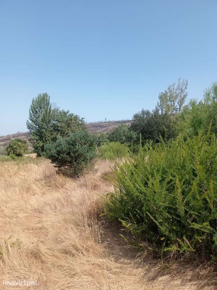 Excelente Oportunidade de Investimento - Fornelos, Cinfães - - Grande imagem: 5/9