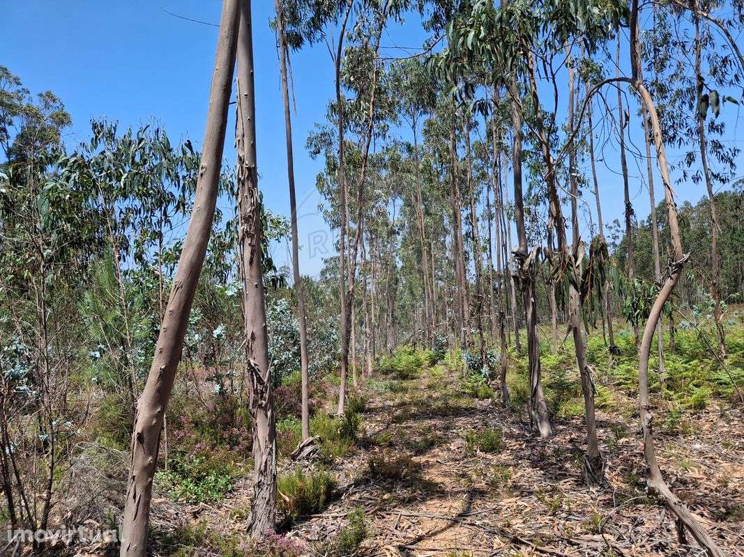 Terreno  para venda - Grande imagem: 3/4