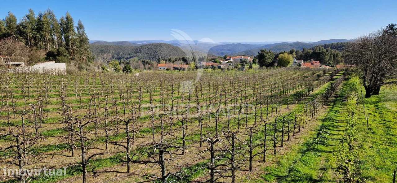 Fantástico terreno com árvores de fruto - Grande imagem: 4/11