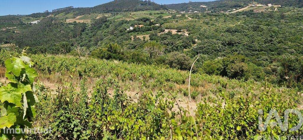 Terreno Agrícola em Mafra - Grande imagem: 3/24