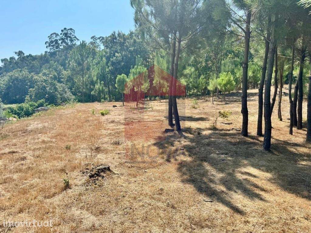 Terreno florestal, Nevogilde - Grande imagem: 4/30