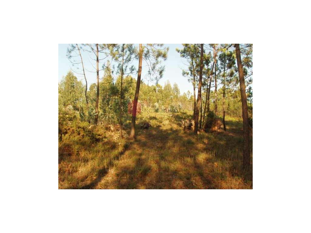 Terreno em Gondomar com 28.500m2 com 19 lotes para moradias. - Grande imagem: 2/56