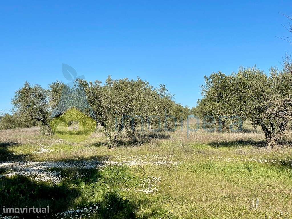 Herdade no Alqueva em Moura - Grande imagem: 5/19