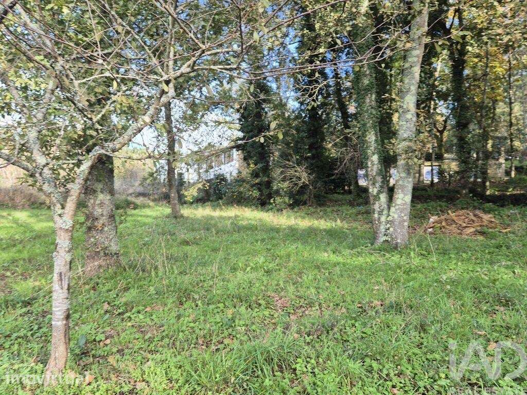 Terreno Agrícola em Lobão, Gião, Louredo e Guisande - Grande imagem: 3/15