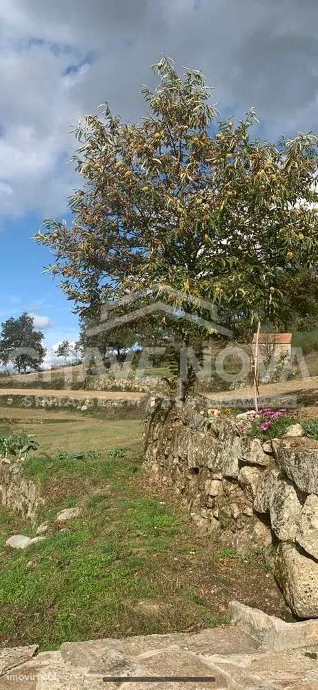 Terreno Rústico com Moradias para Recuperar - Grande imagem: 3/9