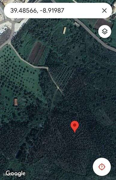 Casal da Charneca 6300m2 terreno plantação de eucaliptos - Grande imagem: 4/5