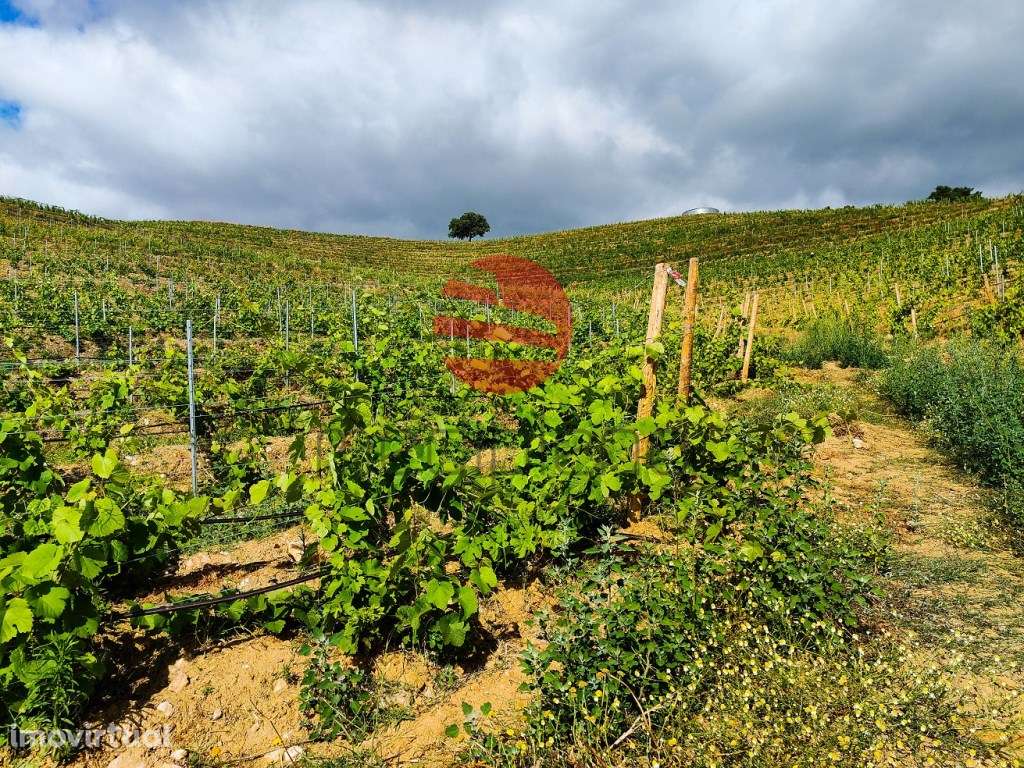 QUINTA NO DOURO SUPERIOR - Grande imagem: 2/17