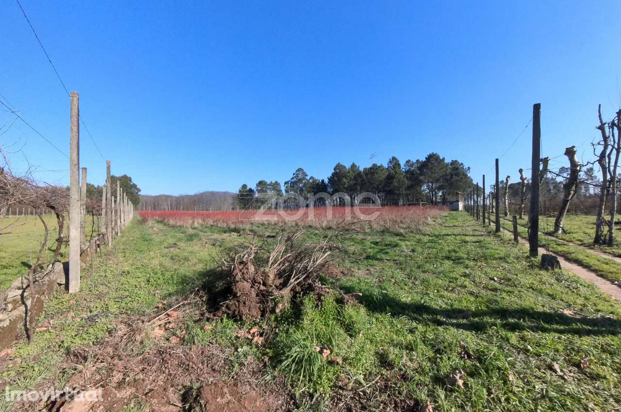 Quinta Agrícola 13300m2 em Barreiros, Amares - Grande imagem: 2/21