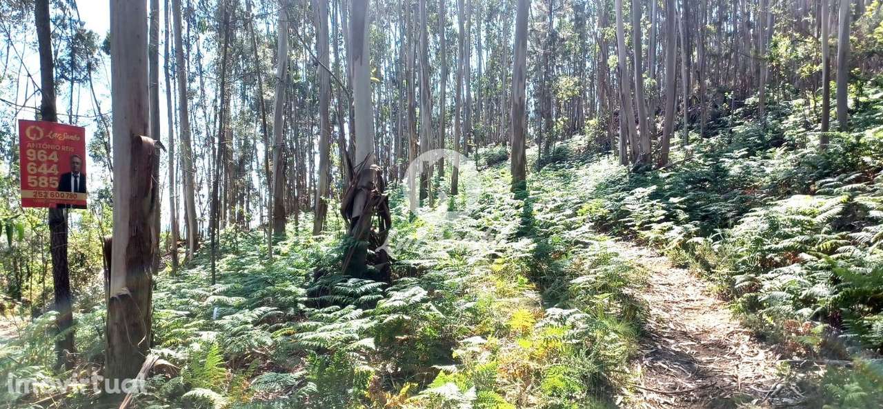 Bouça com 2.500m2 em Novais, Famalicão - Grande imagem: 2/10