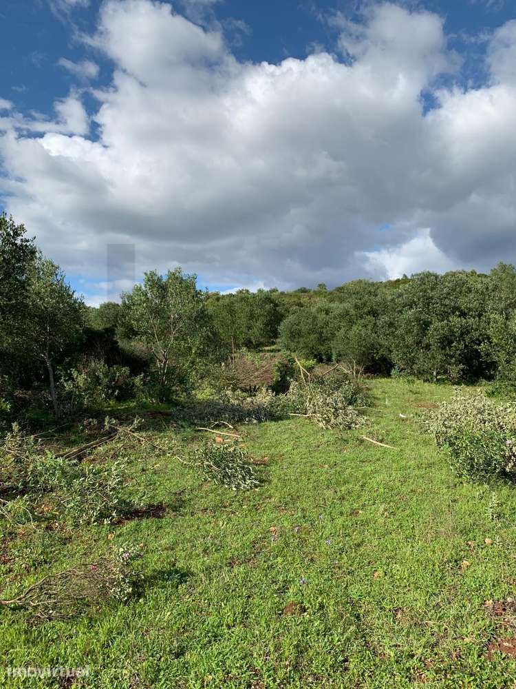 Terreno na Serra de Monsanto - Alcanena - Grande imagem: 2/22