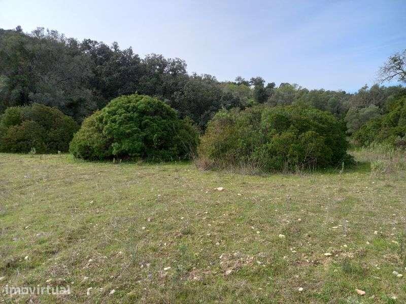 Terreno Rústico com 1hectar para agricultura ou casa de madeira