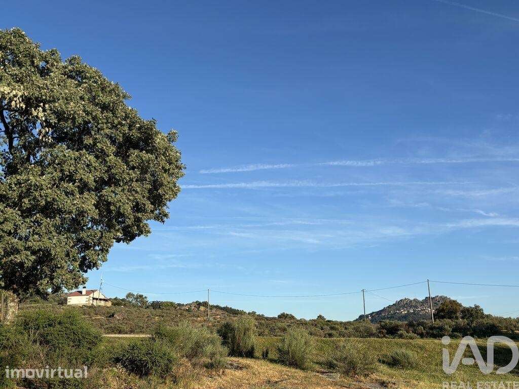 Terreno Agrícola em Monsanto e Idanha-a-Velha - Grande imagem: 4/33