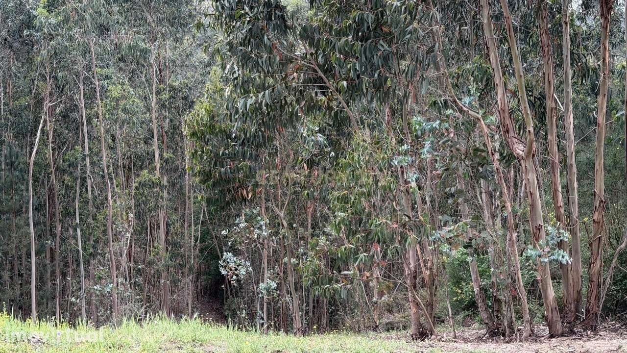 Terreno com 2000m2 -Lagares, Penafiel - Grande imagem: 3/8