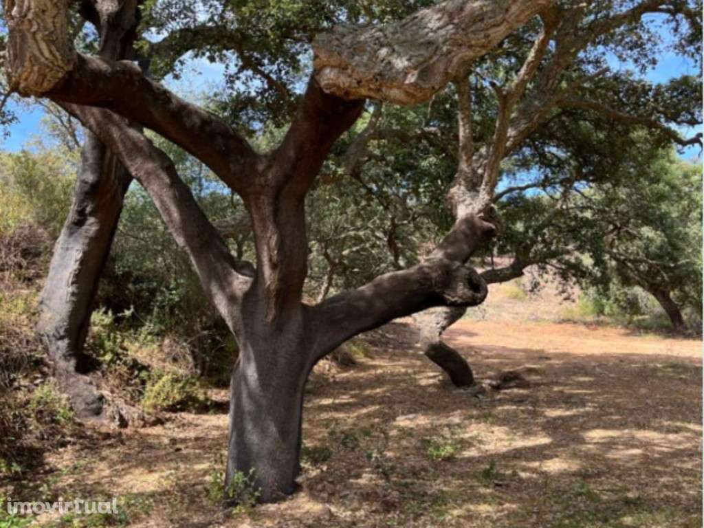 Terreno com 6,9 hectares e duas ruínas em Monsaraz junto ao Alqueva - Grande imagem: 3/30