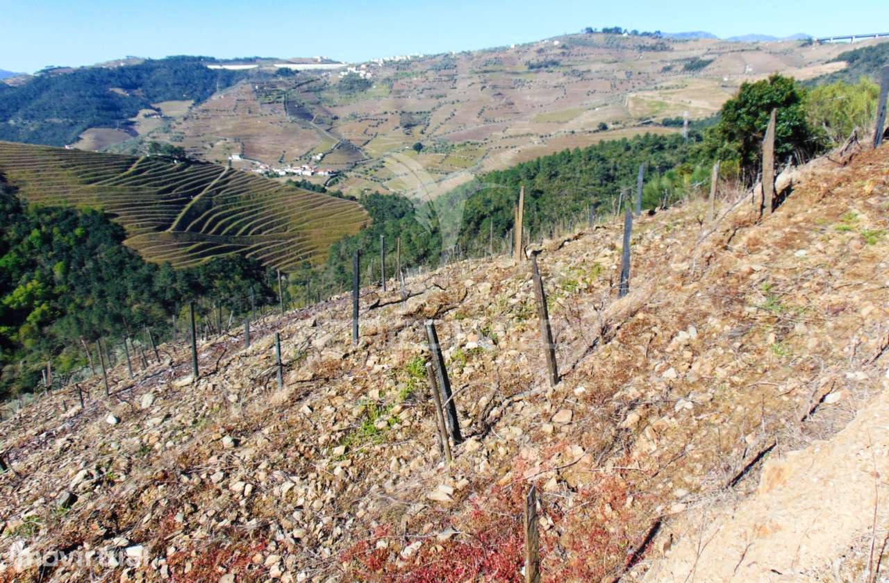 Propriedade c/ Vinha e Olival em Abaças / Vila Real - Grande imagem: 2/40