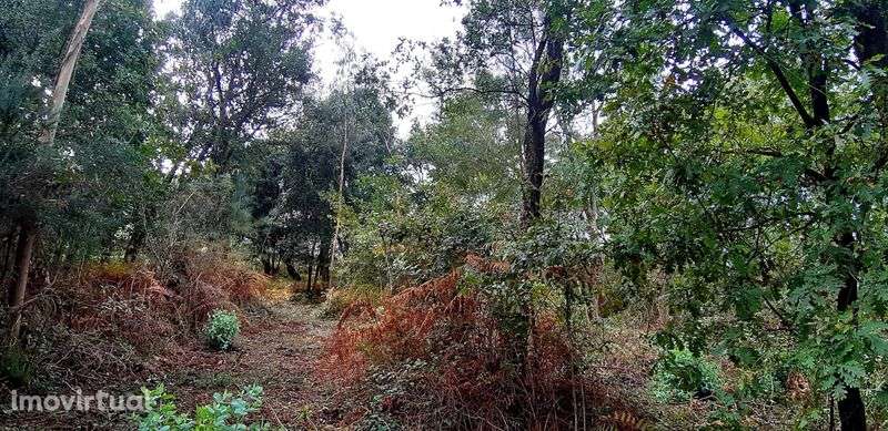 Terreno Urbanizável 10.000m2 - Santo Tirso | Particular - Grande imagem: 4/7