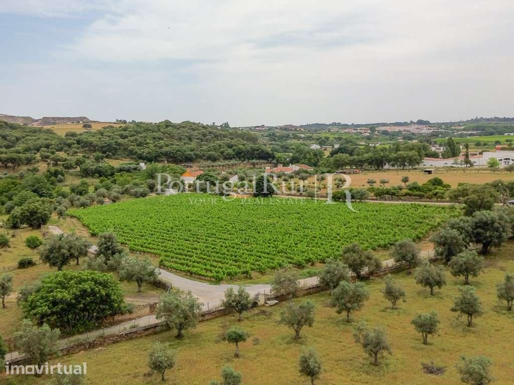 Quinta Alentejana com 2 casas e vinha em Borba - Grande imagem: 2/56
