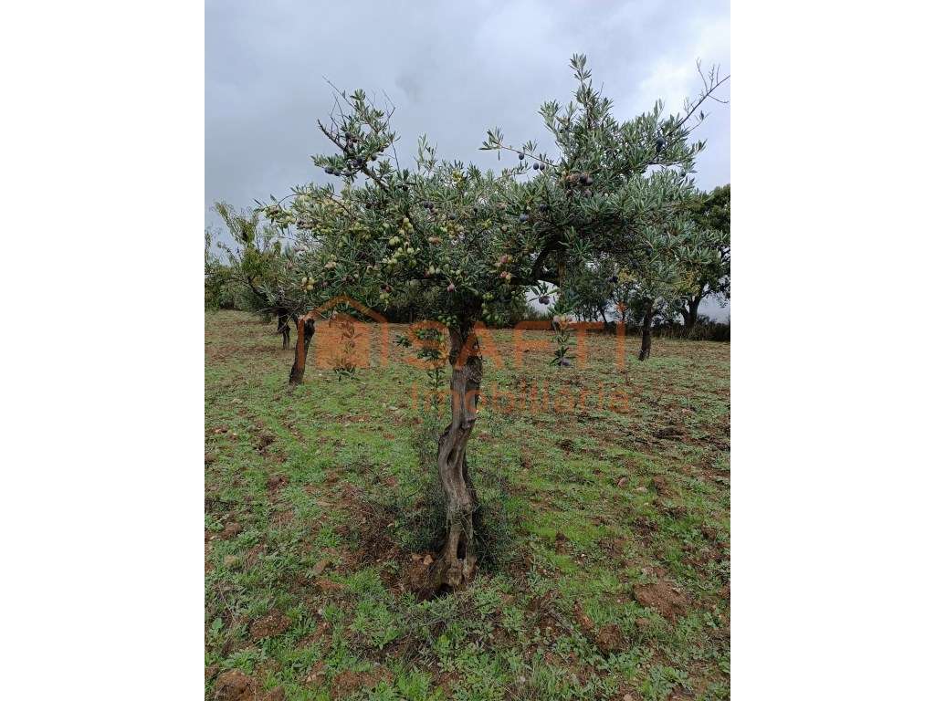 Propriedade de 33748 M2 com Potencial Agroturístico perto do Parque... - Grande imagem: 4/20