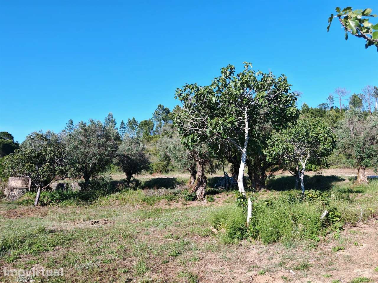 Quintinha T3 Venda em Torres Novas (São Pedro), Lapas e Ribeira Branca - Grande imagem: 2/24