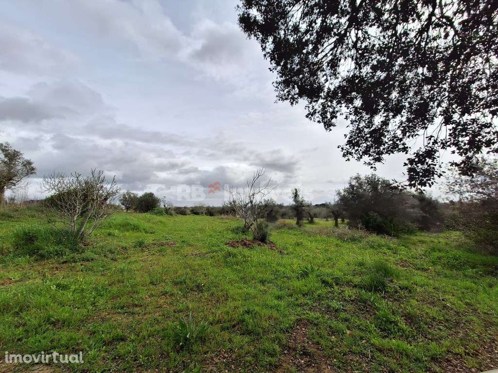 Terreno Rústico - Vila Nova de Paialvo, Tomar - Grande imagem: 3/9