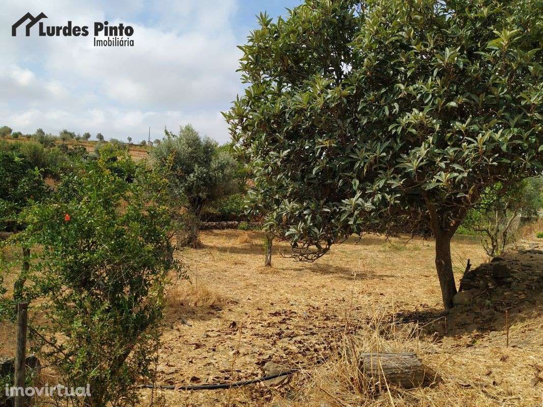 Quinta com muitas árvores de fruto - Grande imagem: 3/20