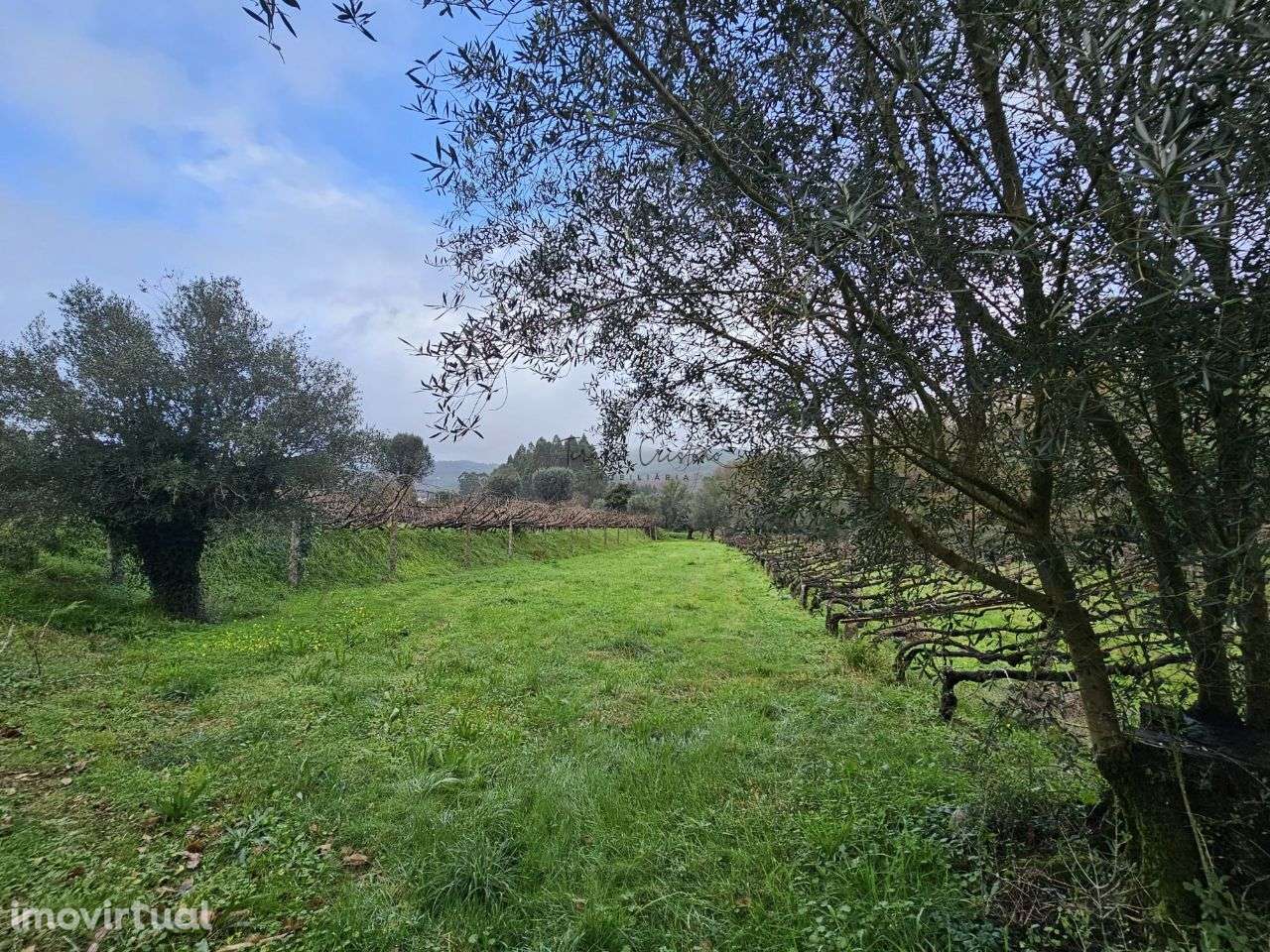Terreno Rústico em Calheiros - Grande imagem: 4/4