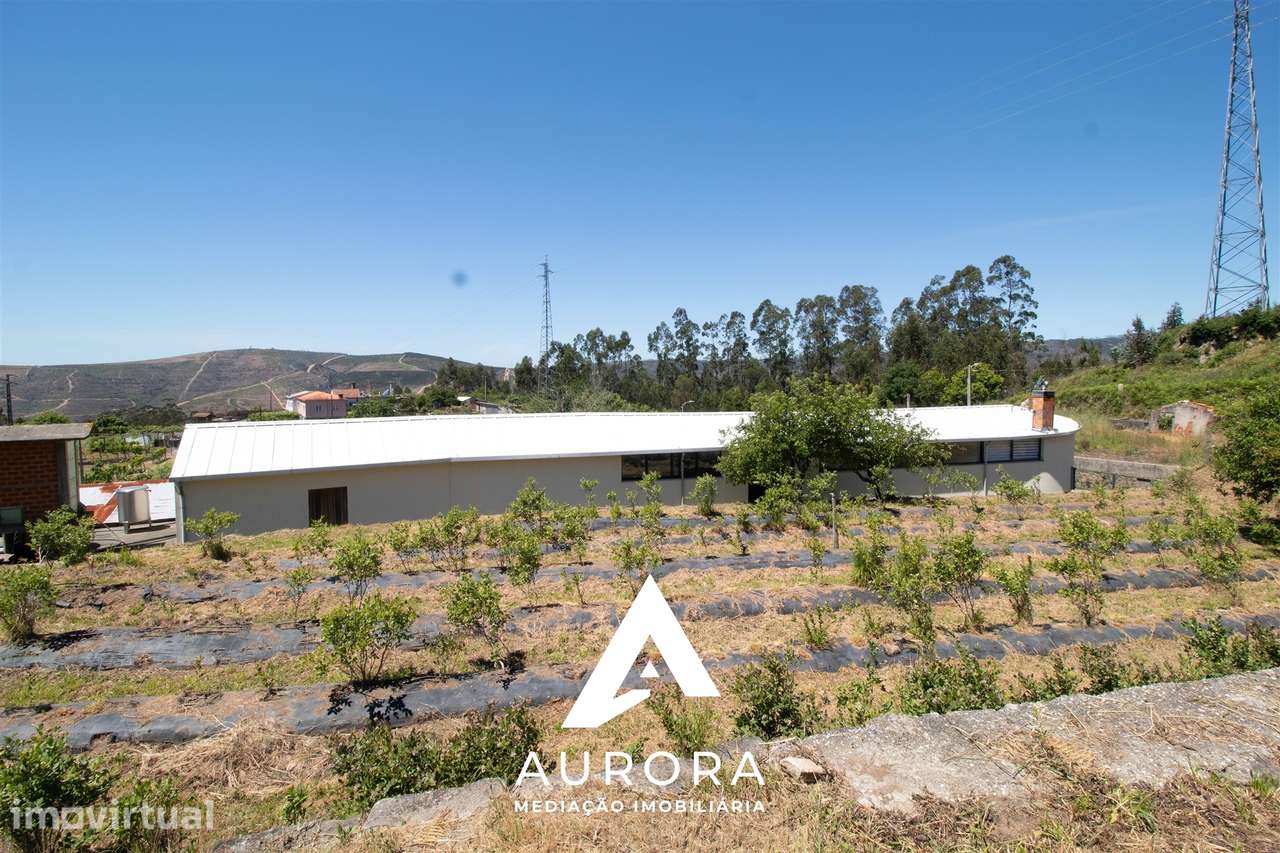 Quinta de Produção de Mirtilos com Infraestruturas Habitacionais e Agr - Grande imagem: 3/28