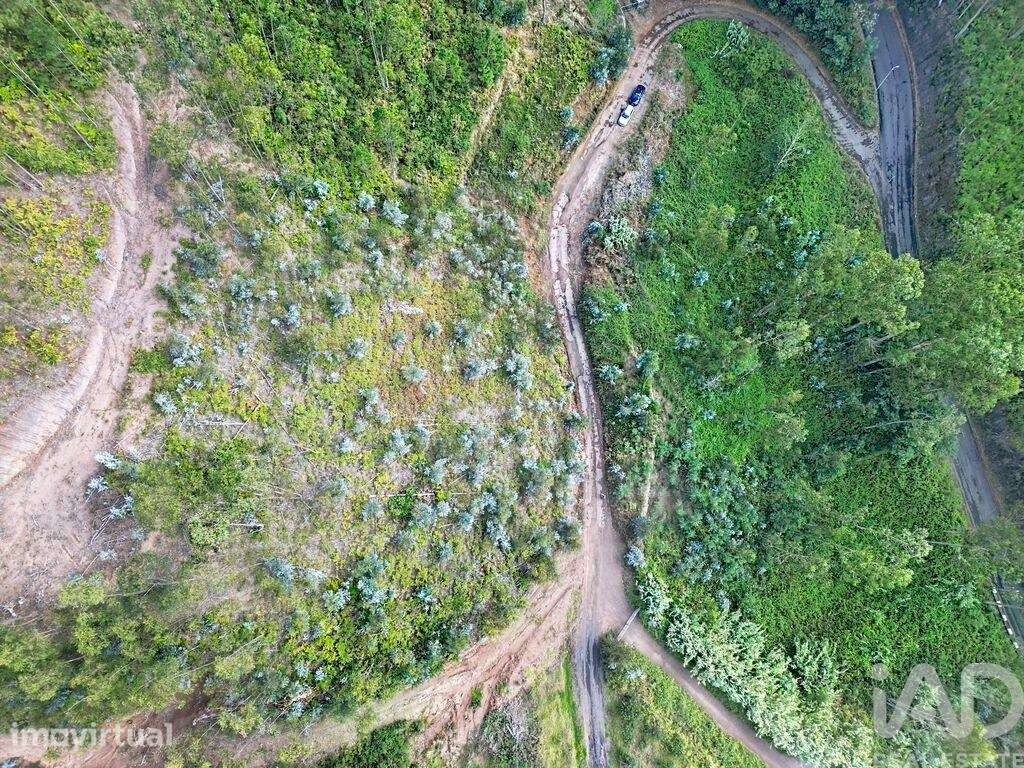 Terreno Agrícola em Campanário - Grande imagem: 4/18
