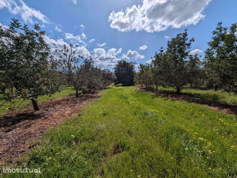 Terreno  rústico Algarve - Grande imagem: 5/6