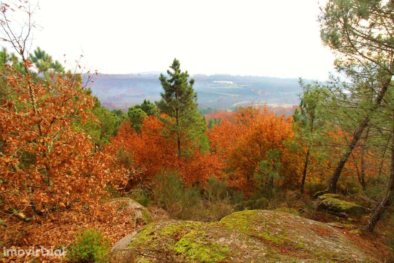 Excelente Propriedade com 5,18 Hectares - Grande imagem: 5/20