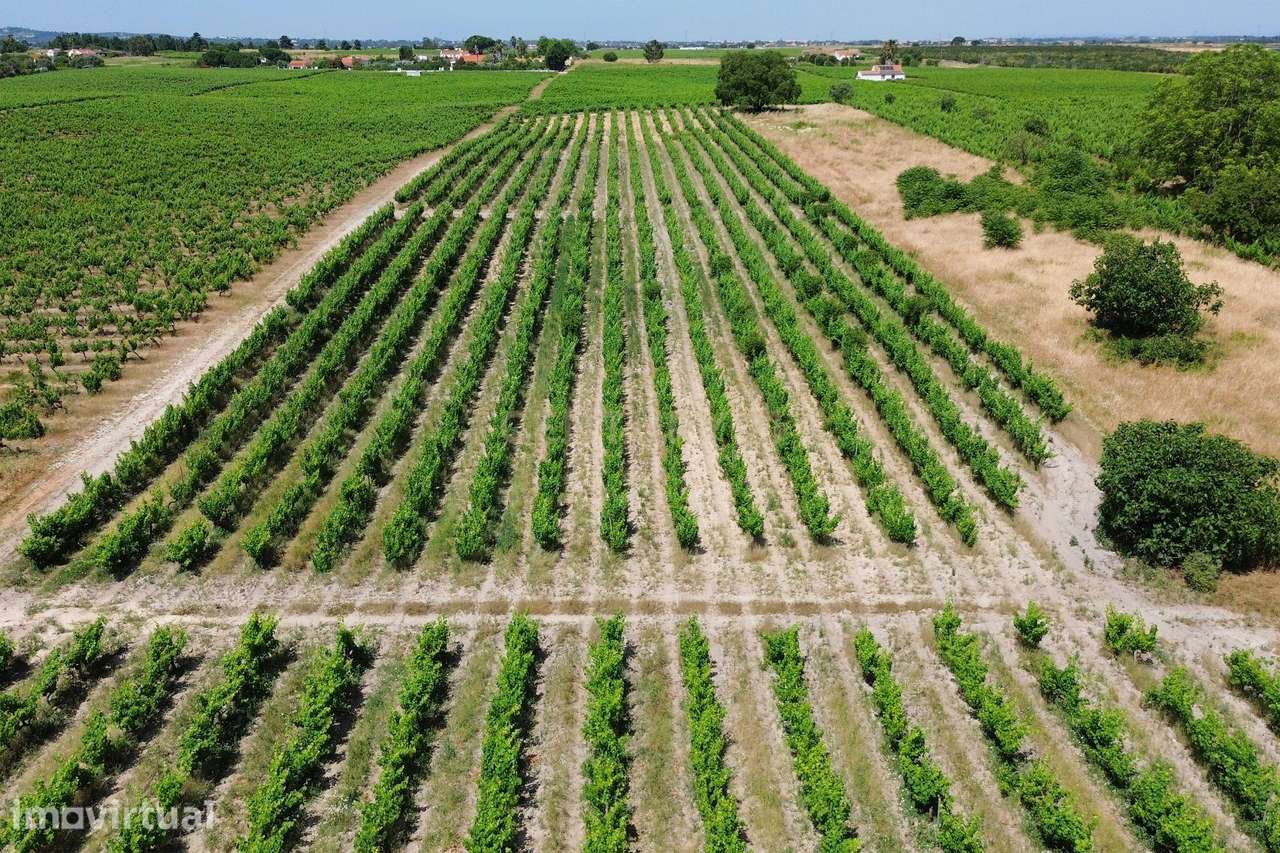 Terreno no Lau com vinhas certificadas - Grande imagem: 2/21