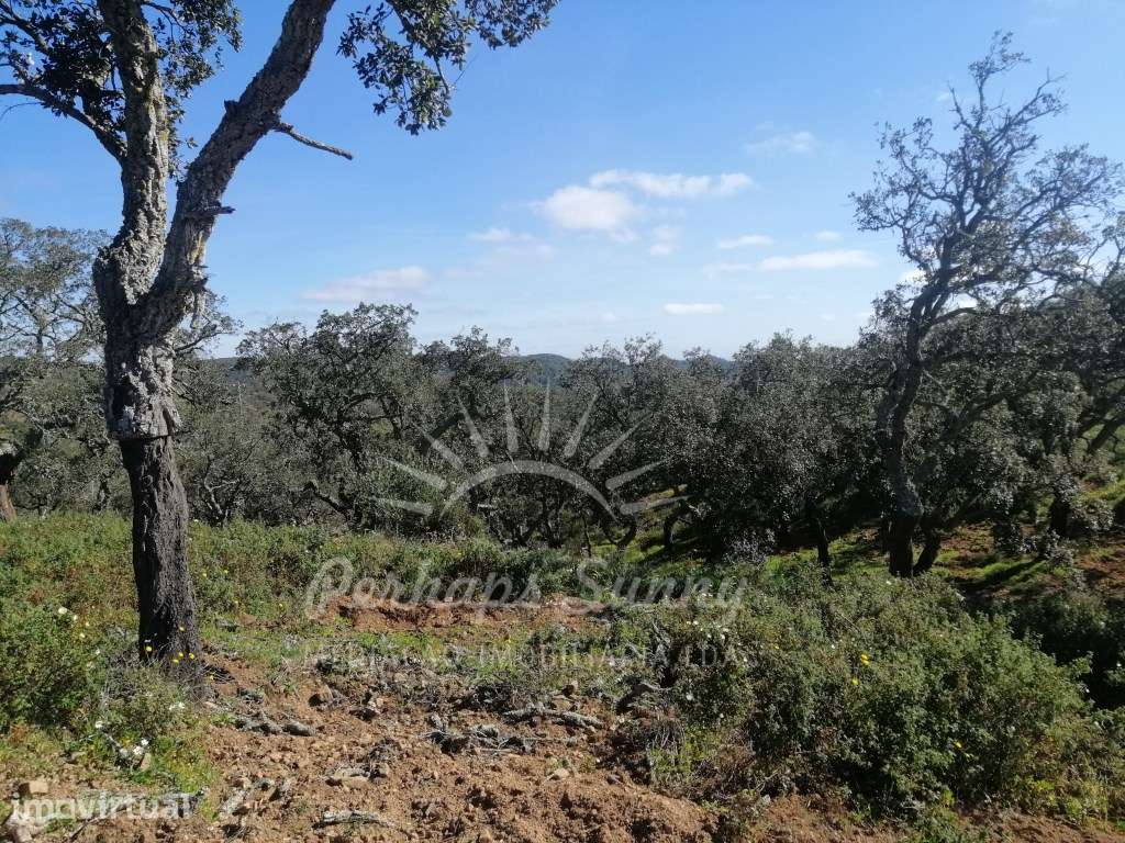 Propriedade Mista - Serra de Grândola- Melides - Grande imagem: 5/27