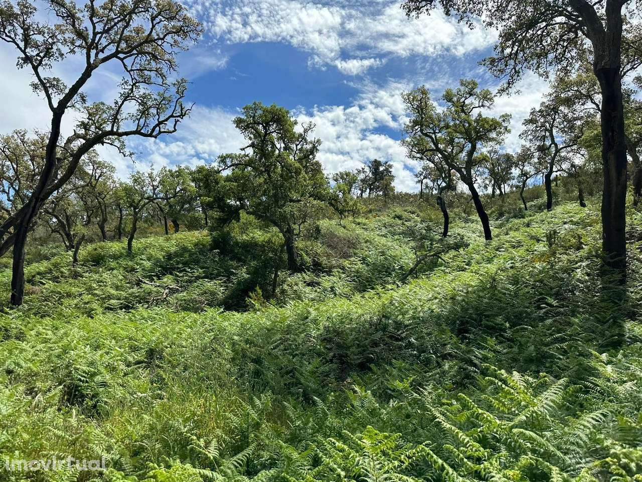 Herdade 4.0 ha, Colos, Odemira - Grande imagem: 2/5