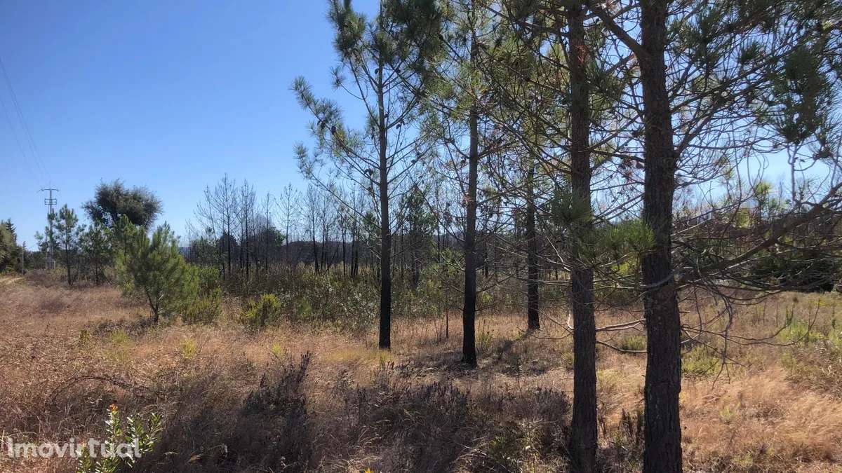 Quintinha Azia - Grande imagem: 3/6