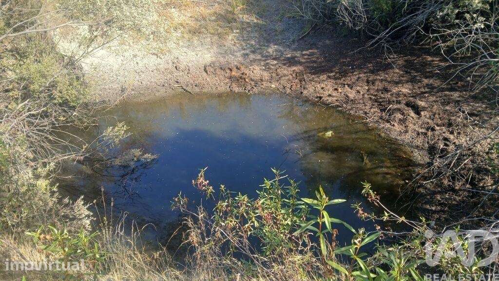 Terreno Agrícola em Sarzedas - Grande imagem: 2/29