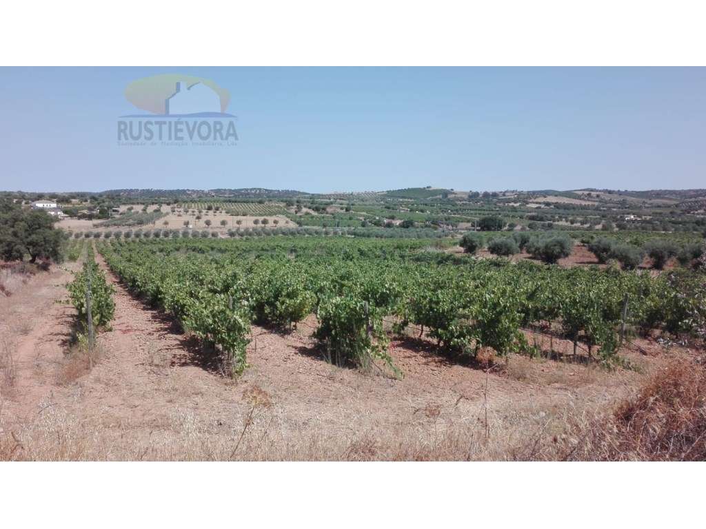 Propriedade com 7,8 ha | Exploração de vinhas, olival, montado de s... - Grande imagem: 3/15